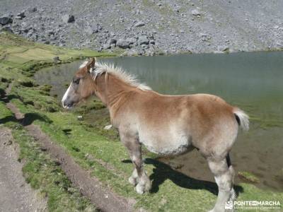 Valle del Tena - Pirineos Atlánticos; hayedo de la tejera negra mirador de los poetas tejo milenario